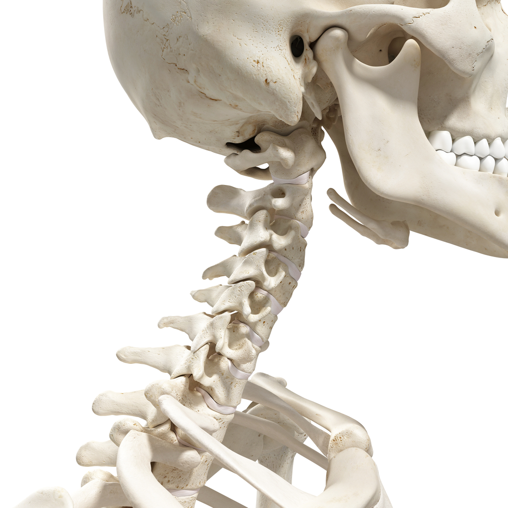 vertebrae of neck